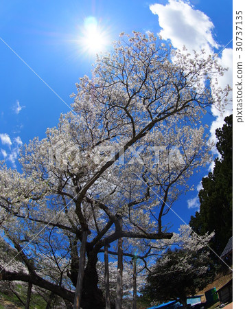 Cherry blossoms of Towa Yoda 30737135