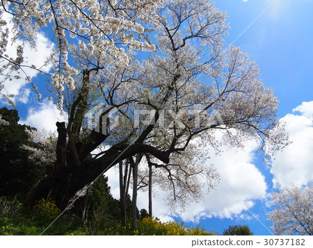 Cherry blossoms of Towa Yoda 30737182