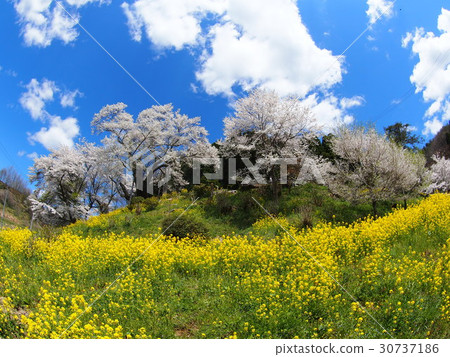 Cherry blossoms of Towa Yoda 30737186