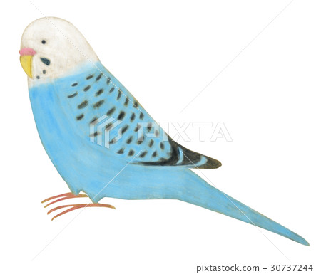 Hand-drawn parakeet 30737244