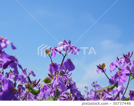 Shizuka (vegetables) · blue sky 30737446