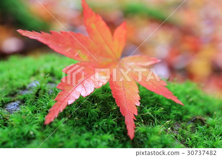 Mori leaves mossy mossy stone closeup closeup 30737482