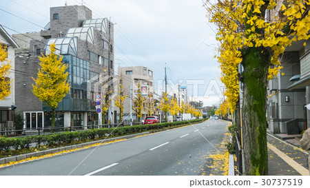 autumn in Japan, Ginkgo biloba on the way 30737519