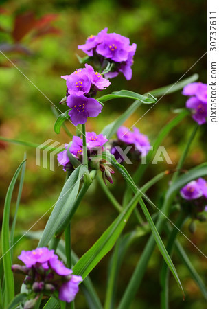 Flower of Murasaki Yukusa 30737611