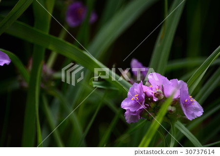 Flower of Murasaki Yukusa 30737614