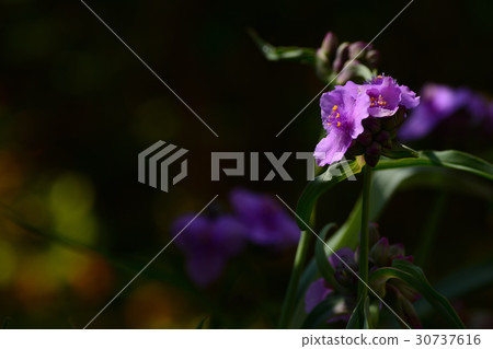 Flower of Murasaki Yukusa 30737616