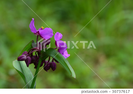 Flower of Murasaki Yukusa 30737617