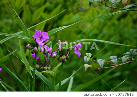 Flower of Murasaki Yukusa 30737618