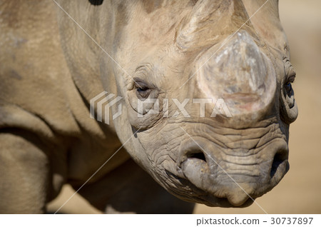 Kurosai 1 Kurosai 1 30737897