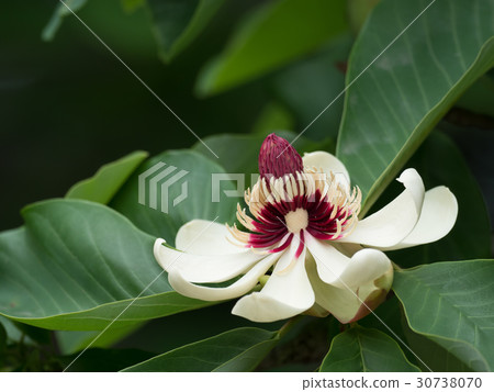 Flower of fragrant Lionoki 30738070