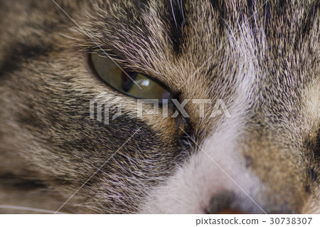 Green eye cat close up 30738307