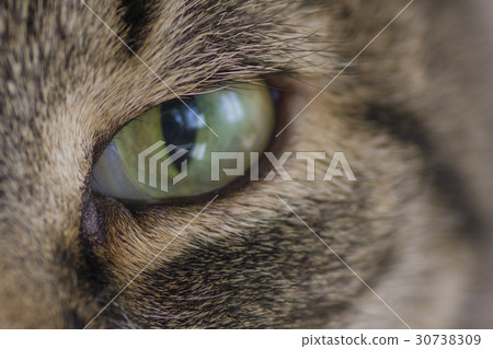 Green eye cat close up Green eye cat close up 30738309