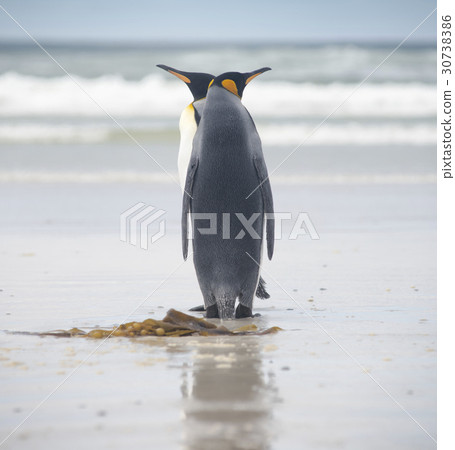 King Penguin Couple on the beach, Falkland Islands 30738386