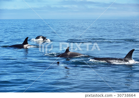 A group of killer whales swimming in Shiretoko ocean 30738664