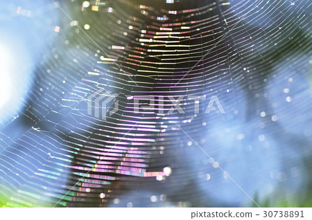 Sparkling spider's nest 30738891