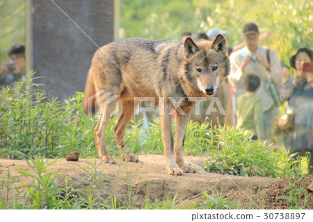 Wolves · 1 30738897