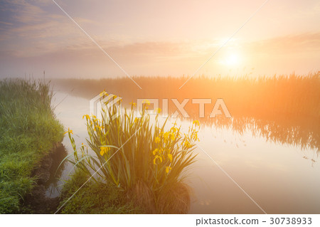 Beautiful yellow iris flowers in the rays of the Beautiful yellow iris flowers in the rays of the 30738933