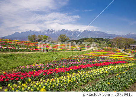 那須花世界鬱金香 照片素材 圖片 圖庫