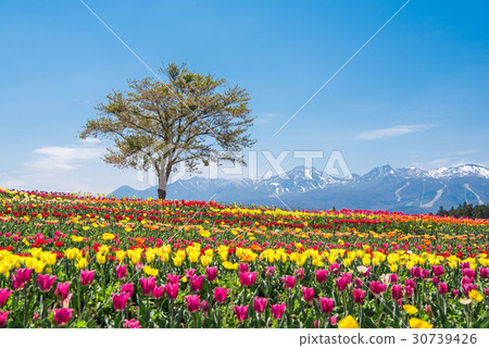 Nasu Flower World Tulip Nasu Flower World Tulip 30739426
