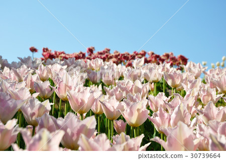Tulip (Otome Sakura) 30739664