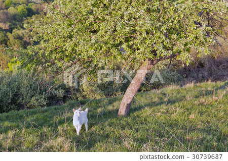 Domestic baby goat in a pasture spring orchard 30739687