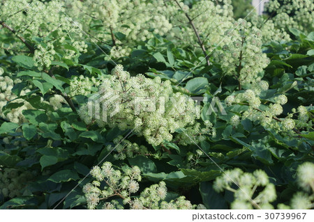 山地獨立生活Yamaoudo Hana的語言是“靈感” 山地獨立生活Yamaoudo Hana的語言是“靈感” 30739967