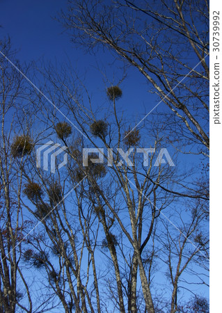 Parasitic winter mistletoe Parasitic winter mistletoe 30739992