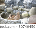 Capybara who enjoys striking hot water 30740450