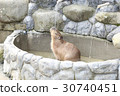 Capybara who enjoys striking hot water 30740451