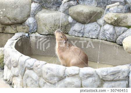 Capybara who enjoys striking hot water 30740451