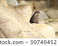 Small-clawed otter 30740452