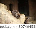Small-clawed otter 30740453