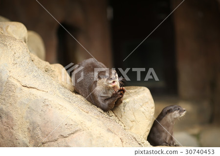 Small-clawed otter 30740453
