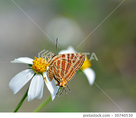 Butterfly on flower beauty closeup of nature Butterfly on flower beauty closeup of nature 30740530