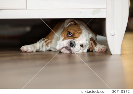 English bulldog under bed 30740572