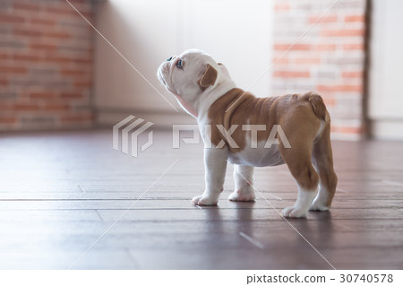 Puppy bulldog in stylish appartment 30740578
