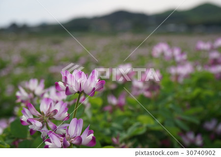 Rengeh field bloom Rengeh field bloom 30740902