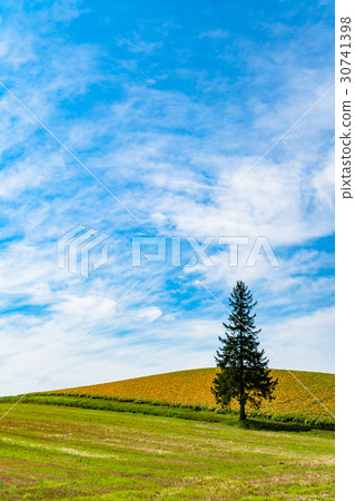 "Hokkaido" Biei · autumn Christmas tree tree "Hokkaido" Biei · autumn Christmas tree tree 30741398