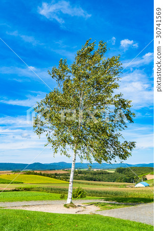 "Hokkaido" Biei · Shinrito Hill Observation Park "Hokkaido" Biei · Shinrito Hill Observation Park 30741569