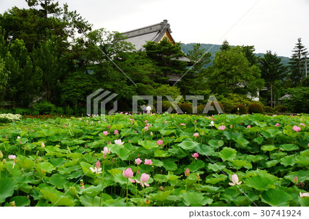 Lotus flower (Shinano Kokubunji) 30741924