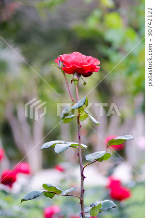 Red rose in the garden 30742122