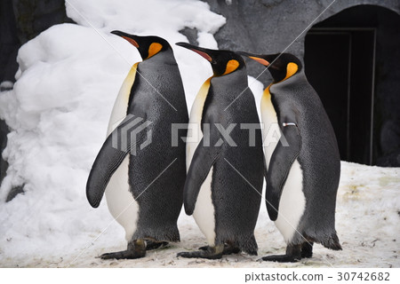 Penguin Penguin 30742682