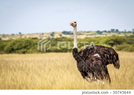 Ostrich in the high grass. Ostrich in the high grass. 30743644
