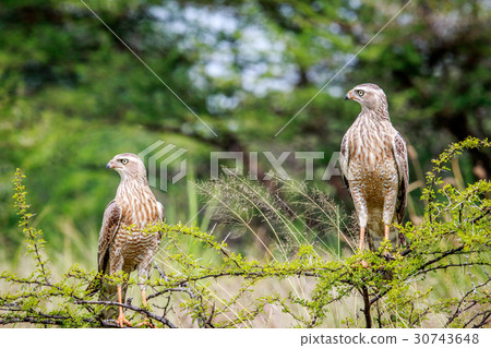 Two Juvenile Pale-chanting goshawks on a branch. Two Juvenile Pale-chanting goshawks on a branch. 30743648