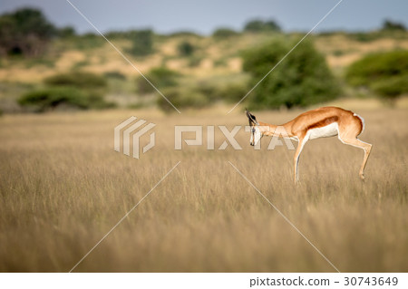 Springbok pronking in the Central Kalahari. Springbok pronking in the Central Kalahari. 30743649
