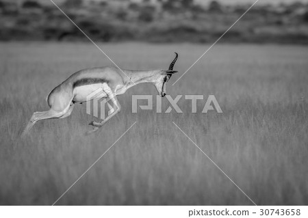 Springbok pronking in the Central Kalahari. 30743658