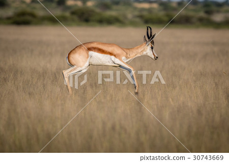 Springbok pronking in the Central Kalahari. Springbok pronking in the Central Kalahari. 30743669
