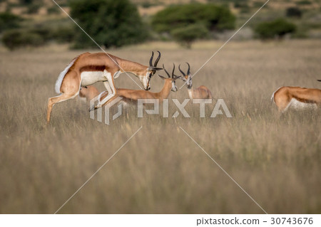 Springbok pronking in the Central Kalahari. 30743676