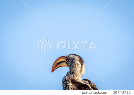 Side profile of a Yellow-billed hornbill. 30743722