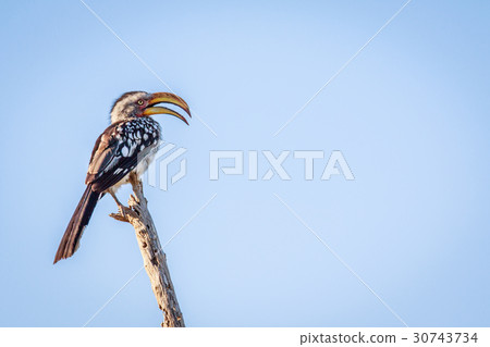 Southern yellow-billed hornbill on a branch. Southern yellow-billed hornbill on a branch. 30743734